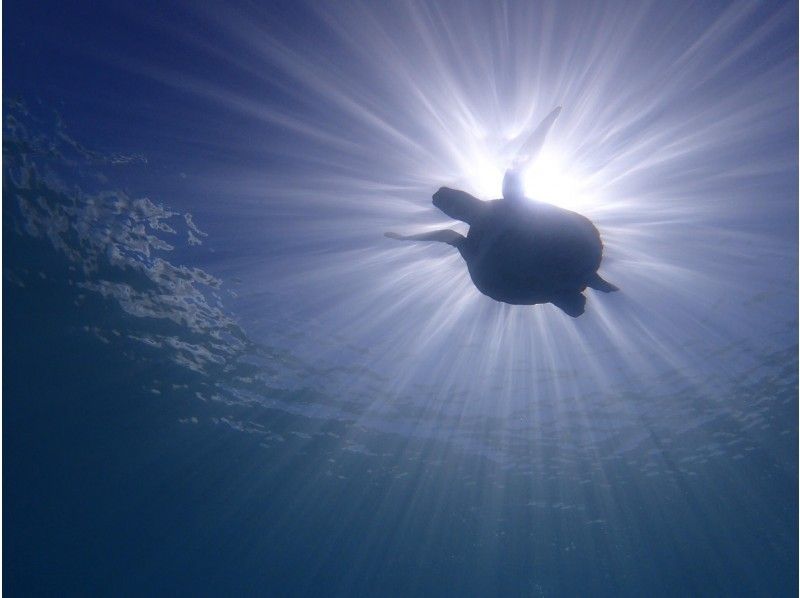 ウミガメ＆熱帯魚と泳ぐシュノーケルの紹介画像