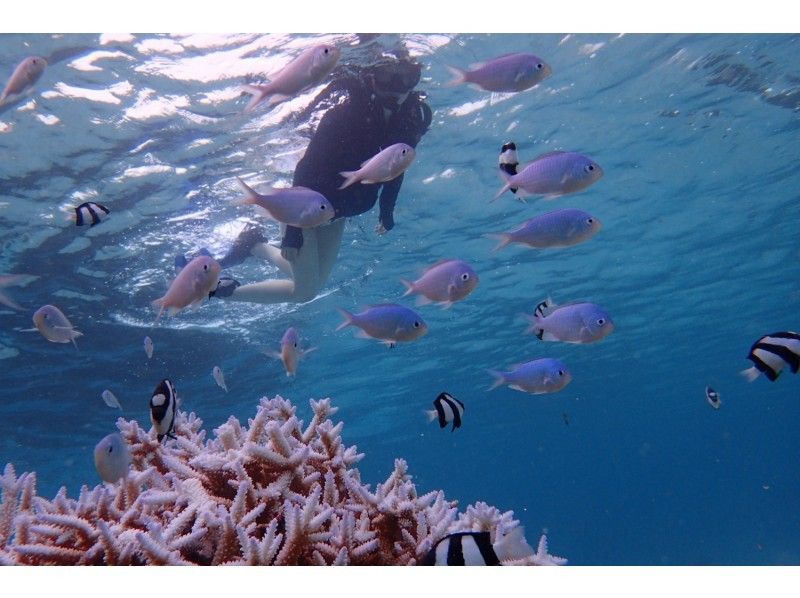 ウミガメ＆熱帯魚と泳ぐシュノーケルの紹介画像