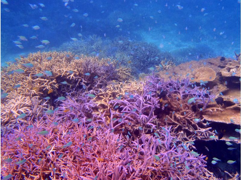 【沖縄・石垣島】安心安全少人数制☆半日コース・幻の島上陸＆石西礁湖シュノーケリング☆ツアー写真プレゼントの紹介画像