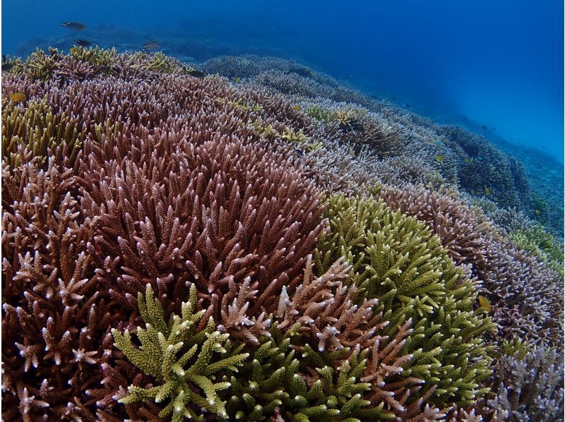 【沖縄・宮古島】水着があれば参加ＯＫ！体験ダイビング　半日ボートの紹介画像