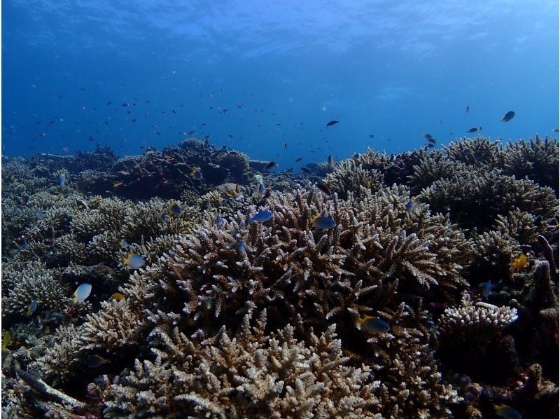 【沖縄・宮古島】水着があれば参加ＯＫ！体験ダイビング　半日ボートの紹介画像