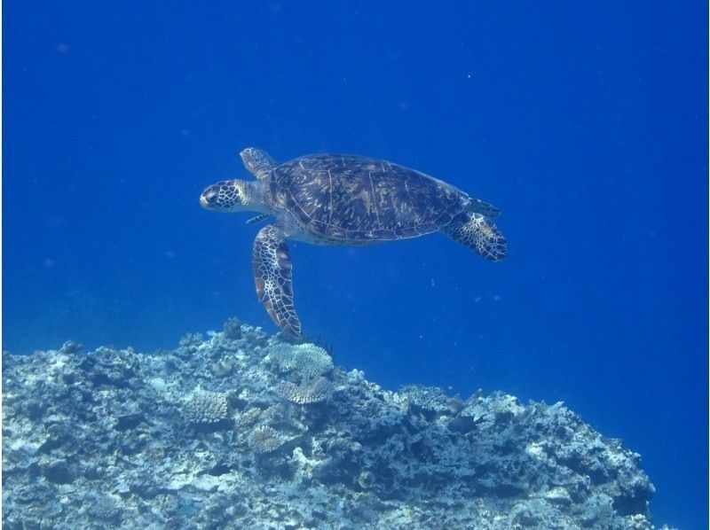 【沖縄・宮古島】水着があれば参加ＯＫ！体験ダイビング　半日ボートの紹介画像