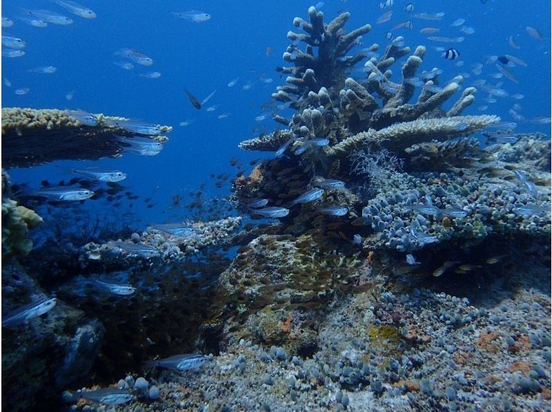 【沖縄・宮古島】水着があれば参加ＯＫ！体験ダイビング　半日ボートの紹介画像