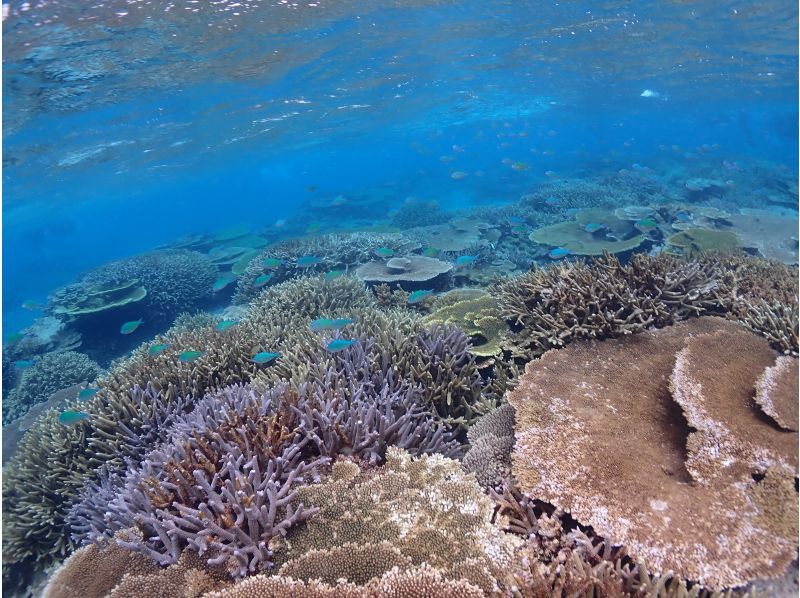 【沖縄・宮古島】水着があれば参加ＯＫ！体験ダイビング　半日ボートの紹介画像