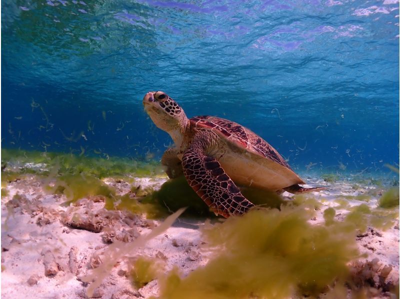 【沖縄・宮古島】水着があれば参加ＯＫ！体験ダイビング　半日ボートの紹介画像
