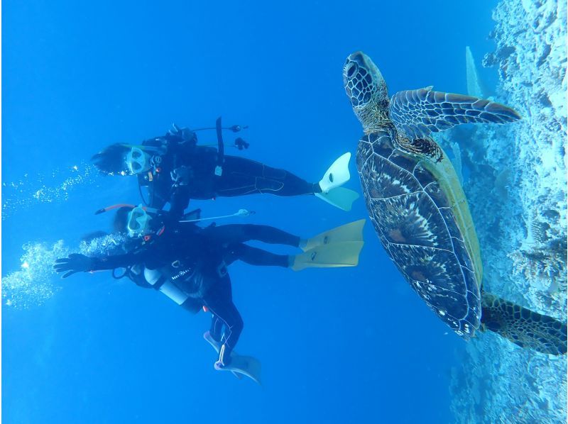 【沖縄・宮古島】水着があれば参加ＯＫ！体験ダイビング　半日ボートの紹介画像