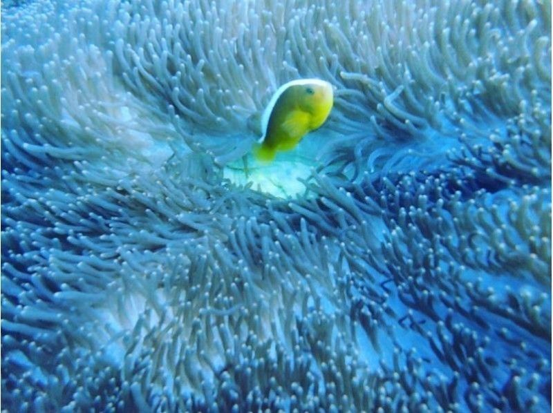 【 冲绳 ·宜野湾市】 海上拖伞和蓝洞体验深潜の紹介画像