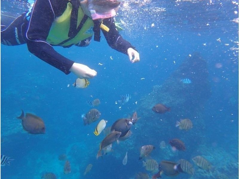 【 冲绳 ·宜野湾市】 海上拖伞和热带鱼体验深潜の紹介画像