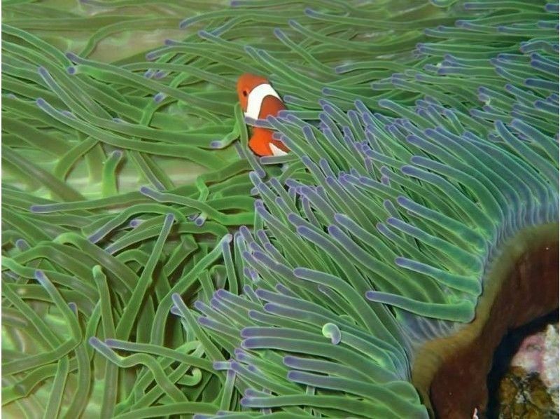 [ โอกินาว่า - กิโนวัง] พาราเซลลิ่ง(Parasailing) และปลาเขตร้อนประสบการณ์ ดำน้ำの紹介画像