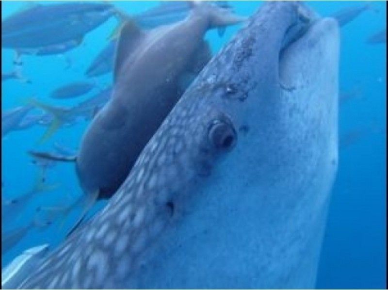 【 冲绳 ·宜野湾市】 海上拖伞和鲸鲨浮潜の紹介画像