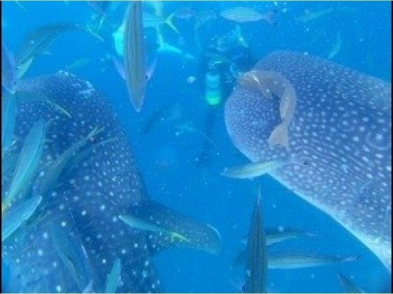 【 โอกินาว่า ·เมืองกิโนะวัง】ดำน้ำดูปะการังใน พาราเซลลิ่ง(Parasailing) และฉลามวาฬの紹介画像