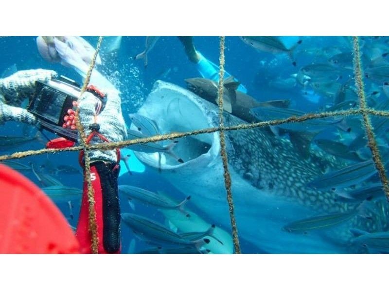 【 Okinawa · Ginowan City】 Parasailing & whale shark Snorkelの紹介画像