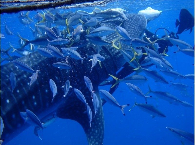 【 沖縄 ·宜野灣市】 拖傘和鯨鯊浮潛の紹介画像