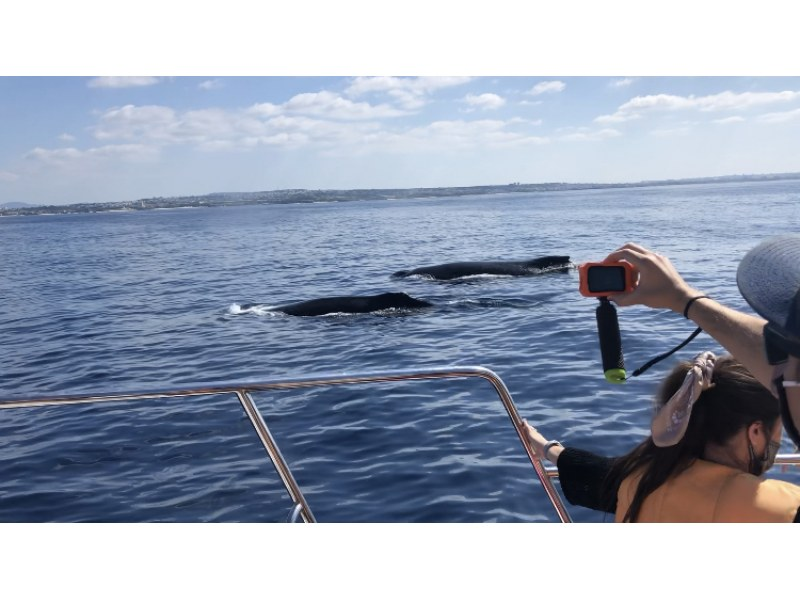 【오키나와・차탄발】동계 한정! 57인승 대형 크루저를 「30명까지의 소인원수」로 가는 고래 워칭 투어 ☆2/1~3/15 환불 보증 있음☆の紹介画像