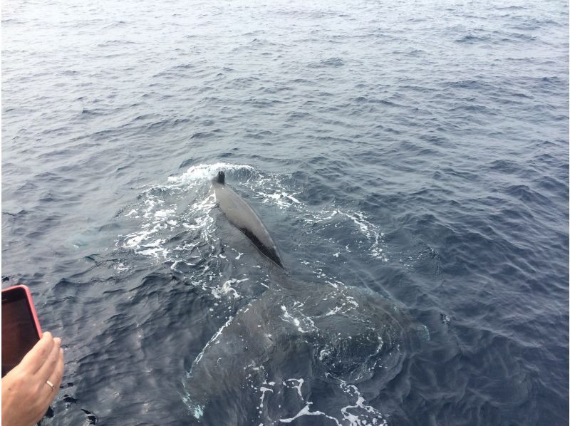 【오키나와・차탄발】동계 한정! 57인승 대형 크루저를 「30명까지의 소인원수」로 가는 고래 워칭 투어 ☆2/1~3/15 환불 보증 있음☆の紹介画像