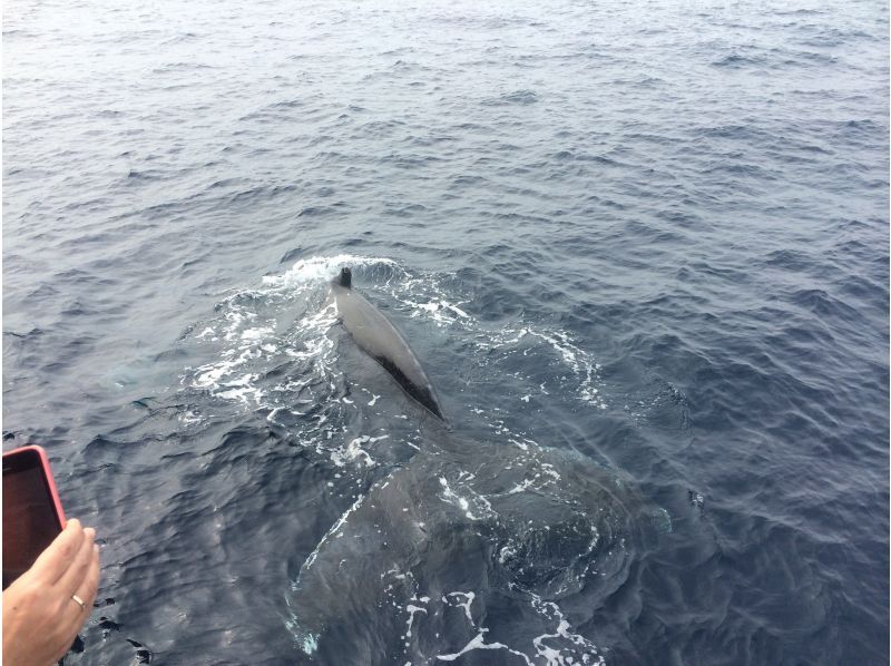 【沖縄・北谷発・半日】満足度重視！！高いのには理由あり 快適ホエールウォッチングツアー ☆安心の返金保証・参加者特典付き☆の紹介画像