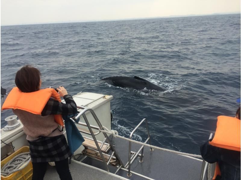 【沖縄・北谷発・半日】＼2026年／冬季限定！大型クルーザーで行くホエールウォッチングツアー ☆2/1～2/28は返金保証あり☆の紹介画像
