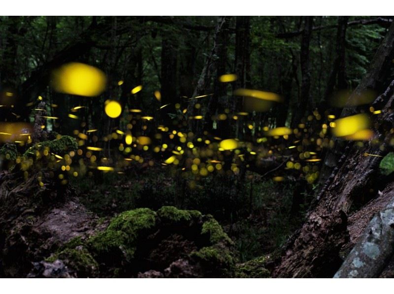 [Iriomote Island/Sunset] Natural illumination! Limited time Yaeyamahime firefly viewing tour [March to May only]★Same-day application OK★Spring sale underwayの紹介画像