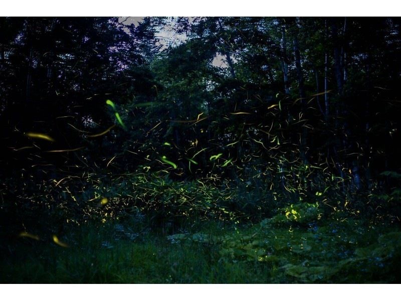 [Iriomote Island/Sunset] Natural illumination! Limited-time Yaeyama firefly viewing tour [March to May only] ★Applications accepted on the day★の紹介画像
