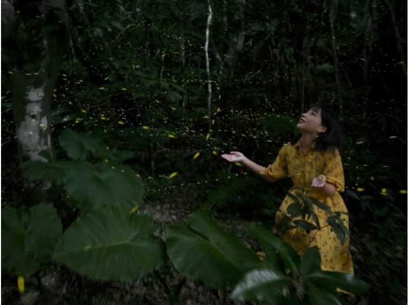 [Iriomote Island/Sunset] Natural illumination! Limited-time Yaeyama firefly viewing tour [March to May only] ★Applications accepted on the day★の紹介画像