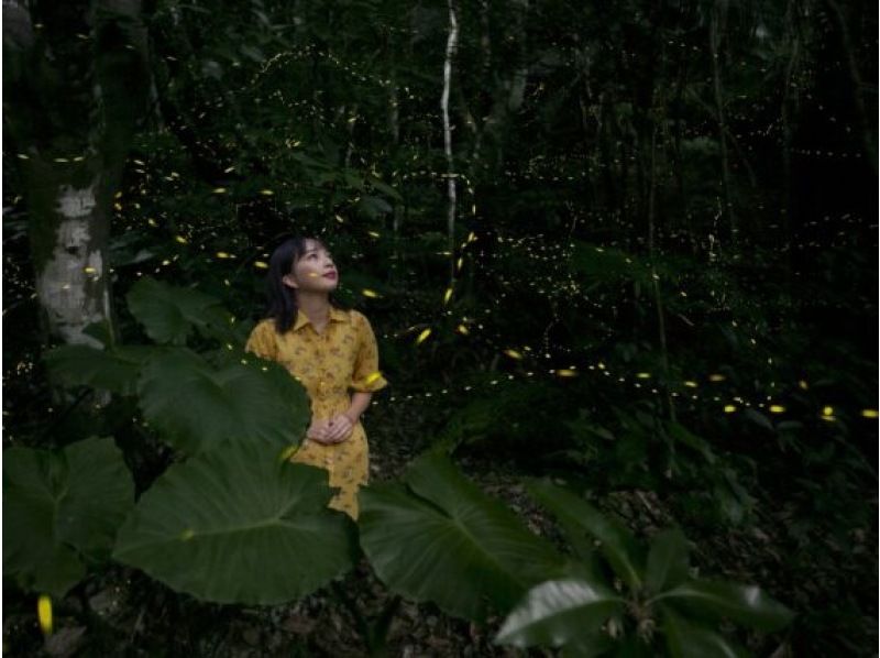 [Iriomote Island/Sunset] Natural illumination! Limited-time Yaeyama firefly viewing tour [March to May only] ★Applications accepted on the day★の紹介画像