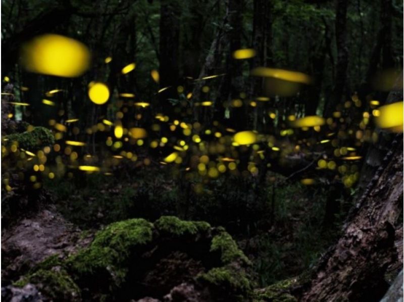 [Iriomote Island/Sunset] Natural illumination! Limited-time Yaeyama firefly viewing tour [March to May only] ★Applications accepted on the day★の紹介画像