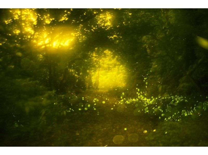 [Iriomote Island/Sunset] Natural illumination! Limited time Yaeyamahime firefly viewing tour [March to May only]★Same-day application OK★Spring sale underwayの紹介画像