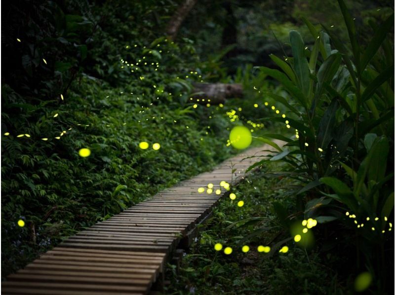 [Iriomote Island/Sunset] Natural illumination! Limited-time Yaeyama firefly viewing tour [March to May only] ★Applications accepted on the day★の紹介画像