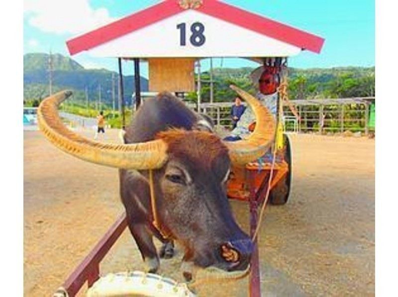 [石垣岛 ·从西表岛（Iriomote Island）]红树林独木舟丛林徒步探索未开发地区出发游览和御府岛观光课程の紹介画像