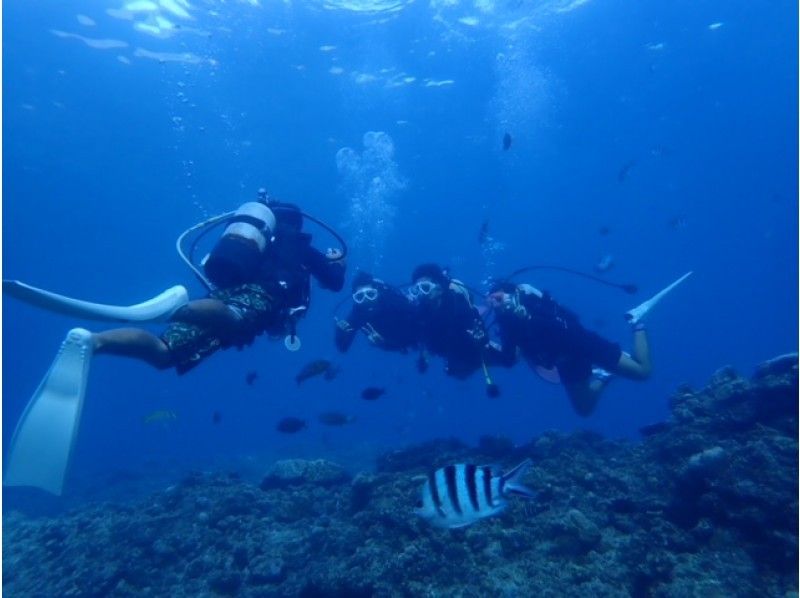 藍洞體驗深潛包括熱帶魚飼養和照片優惠！ （一個人可以參加）（團體包機系統）の紹介画像