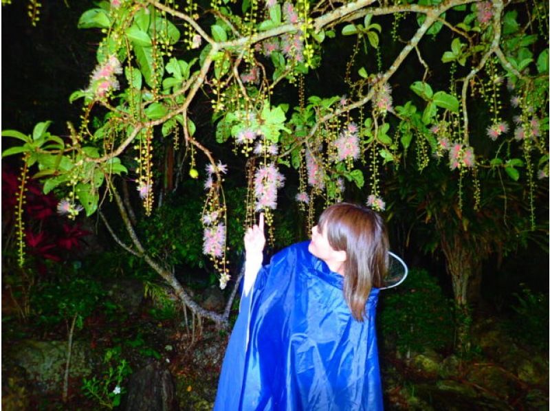 【西表島/夜景】幻影「一夜花」薩加里巴納觀賞之旅【僅限4月至8月】★當天申請即可★設備免費租賃★の紹介画像
