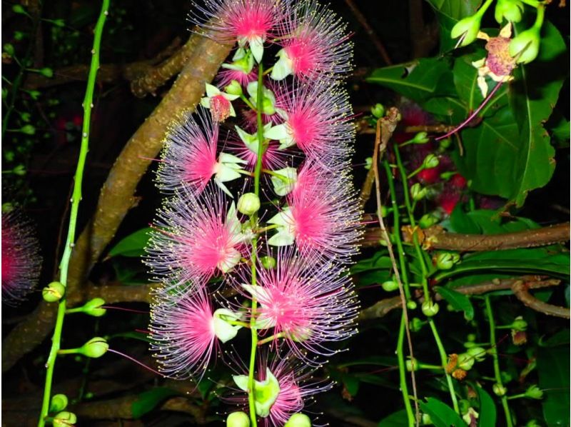 [Ishigaki Island/Night] The mystical "one-night flower" that withers overnight! A tour to see the hanging flowers [April to August only] ★Applications accepted on the day★ Equipment rental free★の紹介画像