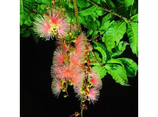 石垣島 夜 一夜之間散佈的幻影 一夜花 Sagaribana 觀賞之旅 僅限6 8 月 Activityjapan