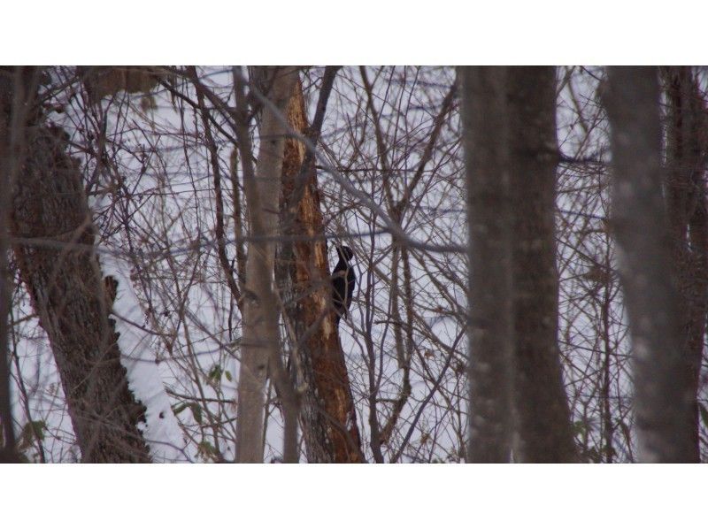 【 Sapporo center · With transfer】 Forest in north, Snowshoes trekking Asahiyama memorial park tour.の紹介画像