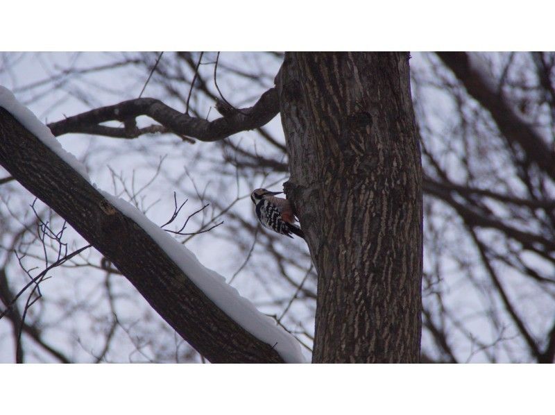 【 Sapporo center · With transfer】 Forest in north, Snowshoes trekking Asahiyama memorial park tour.の紹介画像