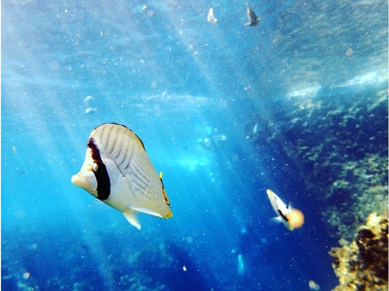 【1組貸切制】青の洞窟体験ダイビング 当日予約OK!!初めての方や泳ぎが苦手な方にオススメ!写真撮影無料！清潔な店舗◎シャワーや駐車場も無料の紹介画像