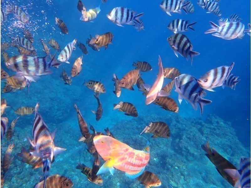 【1組貸切制】青の洞窟体験ダイビング 当日予約OK!!初めての方や泳ぎが苦手な方にオススメ!写真撮影無料！清潔な店舗◎シャワーや駐車場も無料の紹介画像