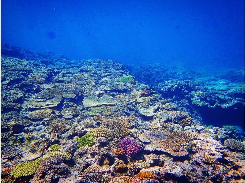 [Private reservation for one group] Blue Cave Experience Diving. Reservations can be made on the day! Since it is a private reservation, it is recommended for first-timers and those who are not good at swimming! Photography is free!の紹介画像