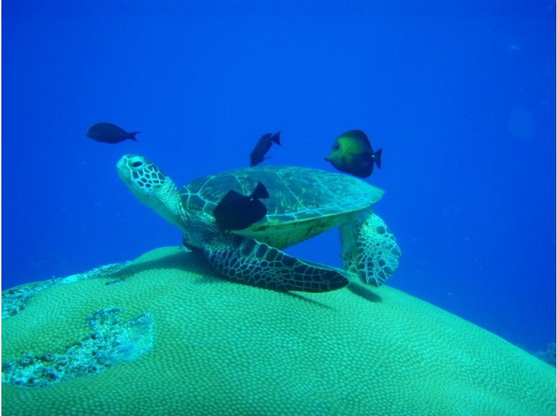 [Okinawa Kerama Islands] Kerama Chibishi boat experience diving & snorkeling (local coupon available plan)の紹介画像