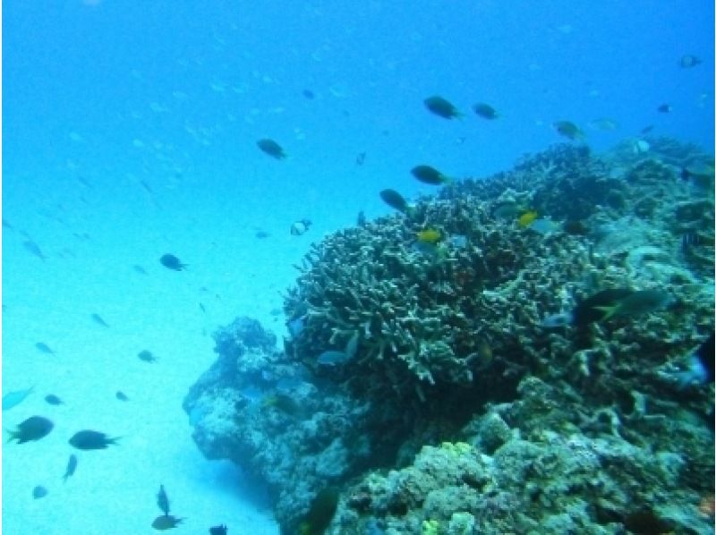 【 冲绳 ·庆良间庆良间群岛 】奇维西船体验深潜和浮潜の紹介画像