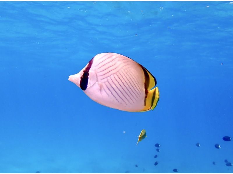 【沖縄・南城市】気軽に海中観光！グラスボート遊覧の紹介画像