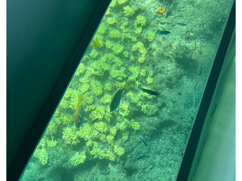 【沖縄・南城市】気軽に海中観光！グラスボート遊覧の紹介画像
