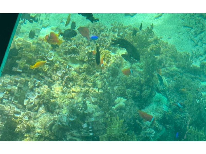 【沖縄・南城市】気軽に海中観光！グラスボート遊覧の紹介画像