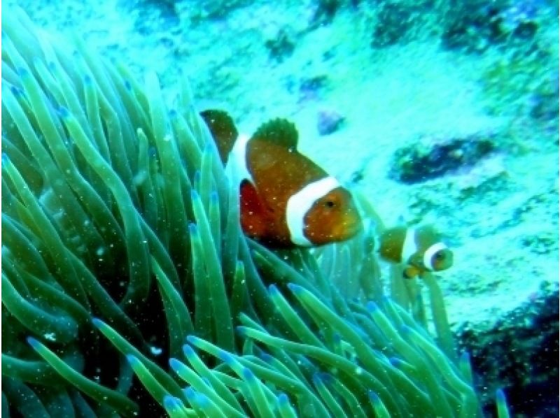 【fan Diving]Tokai Kishi (Kin Bong · Gin Bu Bay) ※ boat Divingの紹介画像