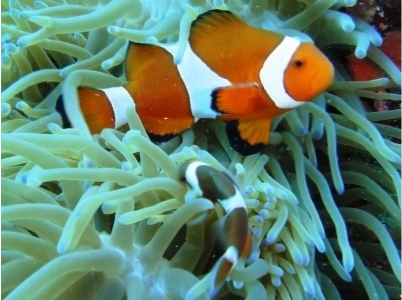 【fan Diving]Tokai Kishi (Kin Bong · Gin Bu Bay) ※ boat Divingの紹介画像