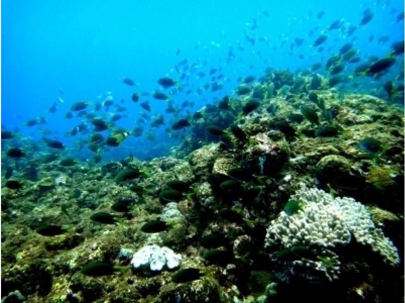 【fan Diving]Tokai Kishi (Kin Bong · Gin Bu Bay) ※ boat Divingの紹介画像