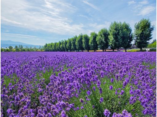 北海道 札幌発着 富良野オムカレーランチ 夏の富良野ラベンダー畑と美瑛青い池を楽しむ旅 アクティビティジャパン