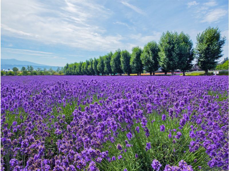 홋카이도 여름 버스 투어 관광 투어 농장 도미타의 라벤더 밭 다채로운 꽃밭 후라노의 여름 풍물시