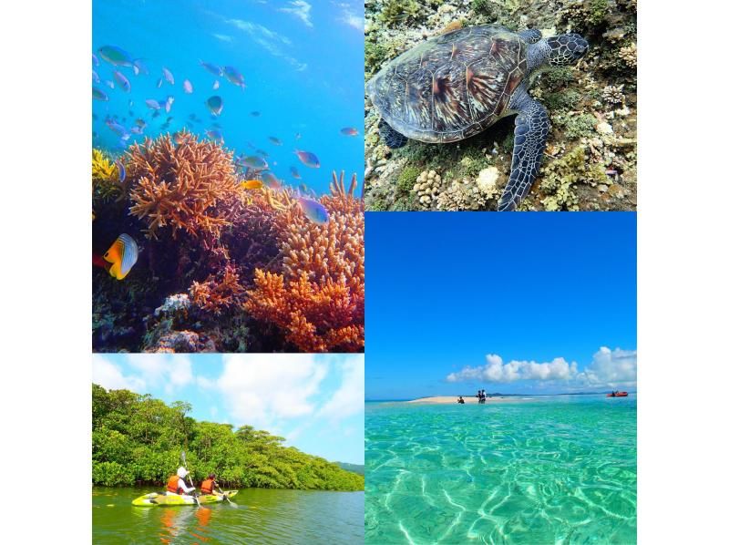 [이시가키지마· 이리 오모테 섬] 바라 섬에서 바다 거북과 함께 수영 스노클링 & 맹그로브 카누 비경의 폭포 관광の紹介画像