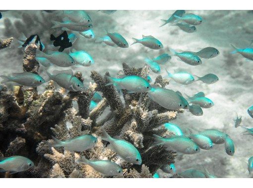 沖縄 宮古島 完全少人数制 来間島ボートシュノーケリングツアー 初心者 ご家族におススメ 通年開催 アクティビティジャパン 沖縄 宮古島 完全少人数制 来間島ボートシュノーケリングツアー 初心者 ご家族におススメ 通年開催 アクティビティジャパン